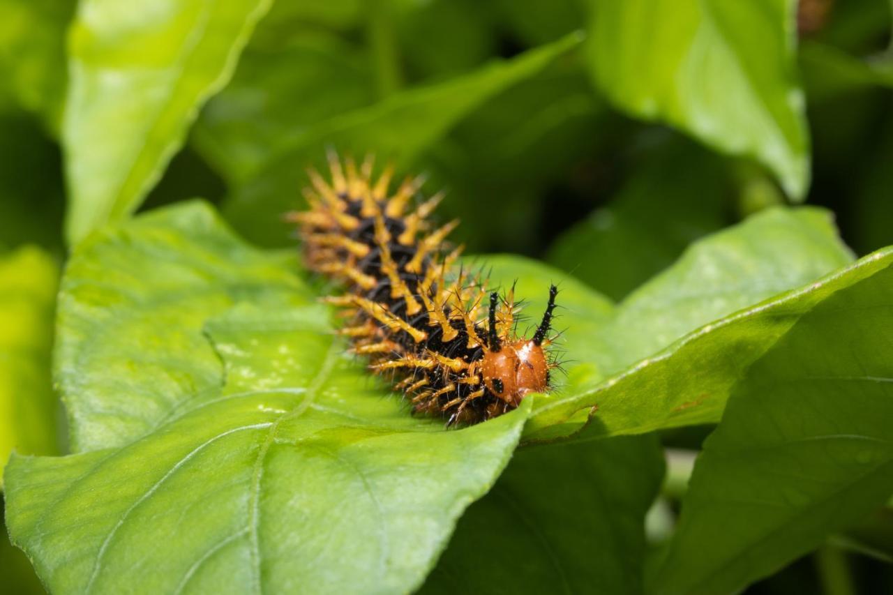 Hotel Batchelor Butterfly Farm Zewnętrze zdjęcie