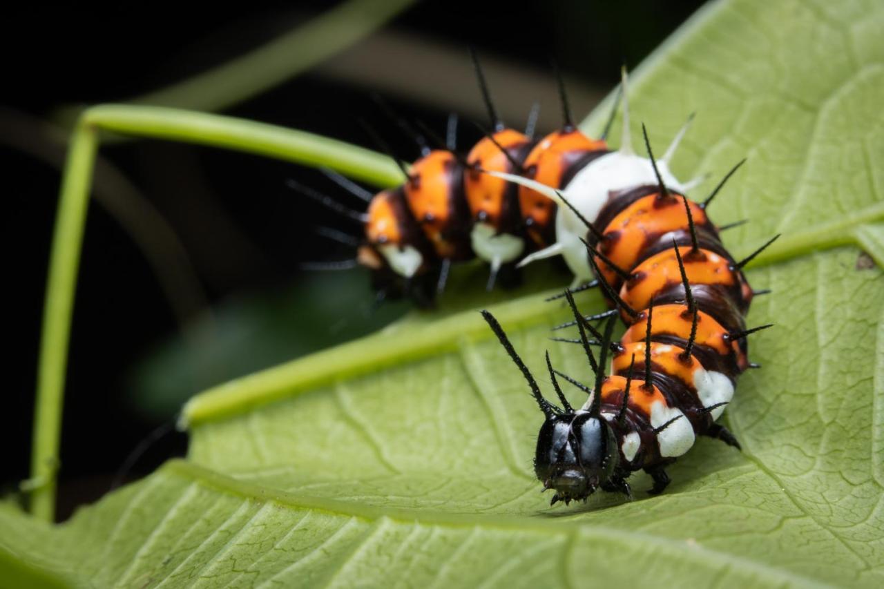 Hotel Batchelor Butterfly Farm Zewnętrze zdjęcie