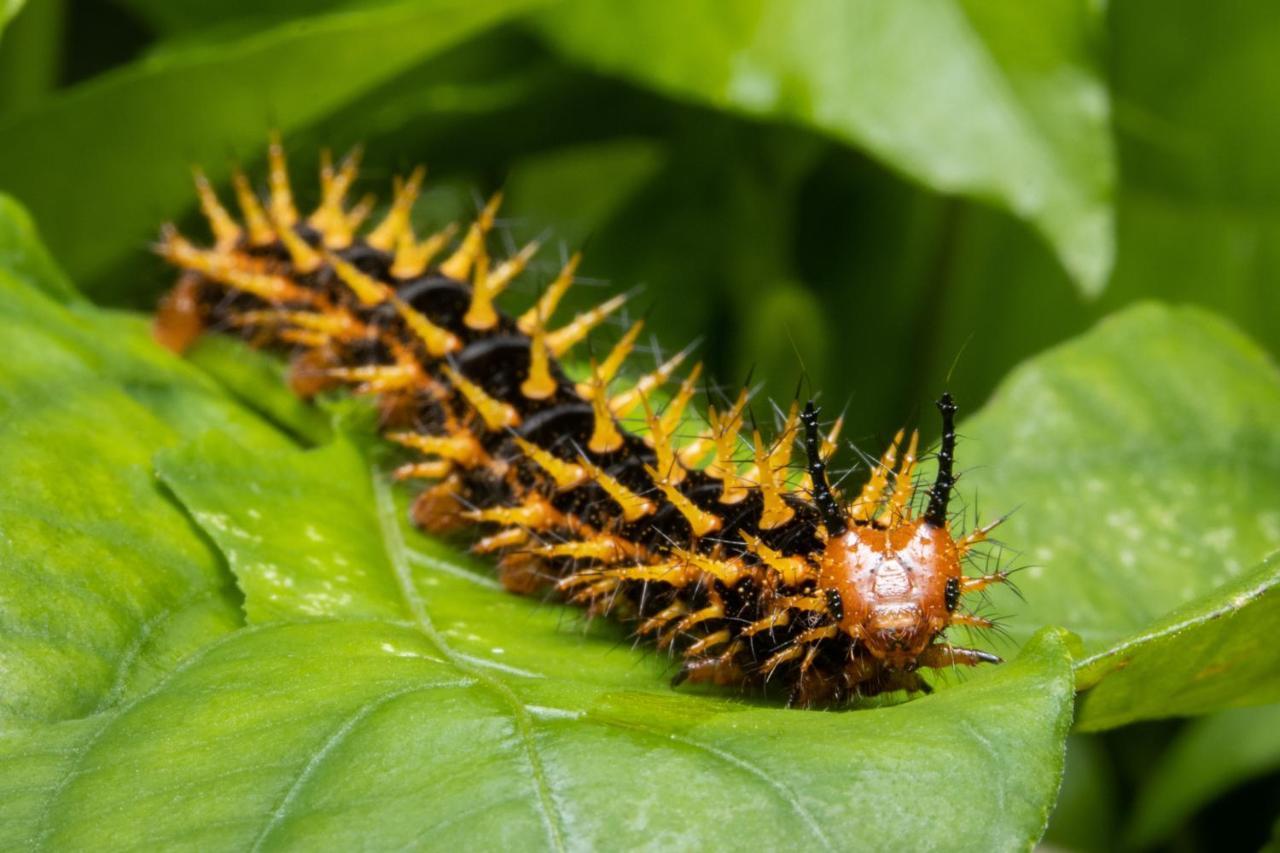 Hotel Batchelor Butterfly Farm Zewnętrze zdjęcie