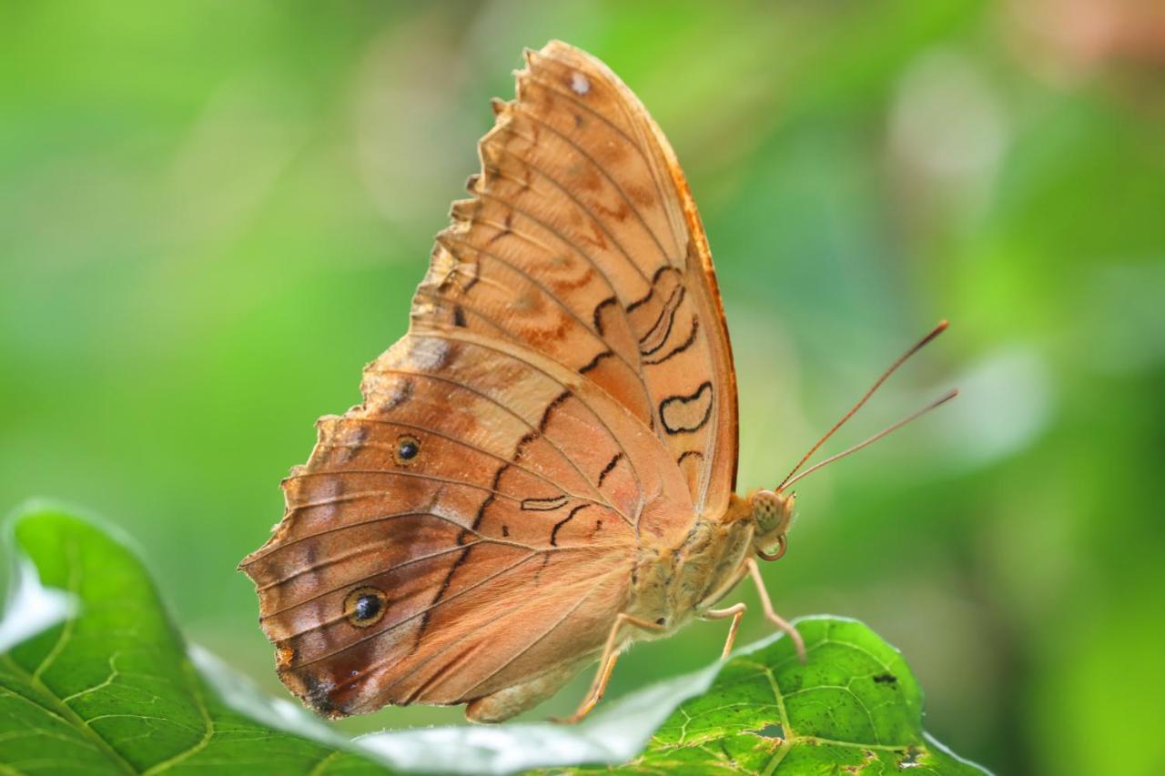 Hotel Batchelor Butterfly Farm Zewnętrze zdjęcie