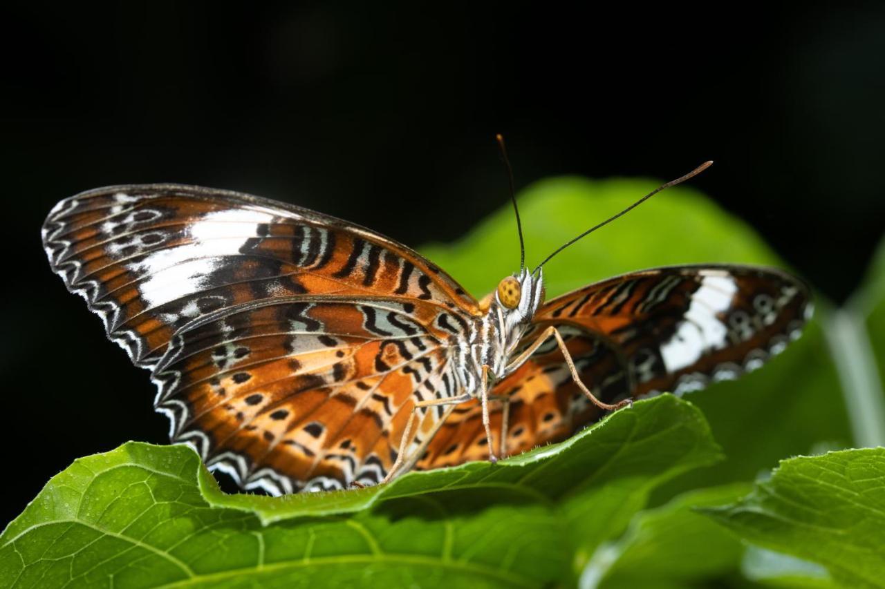 Hotel Batchelor Butterfly Farm Zewnętrze zdjęcie