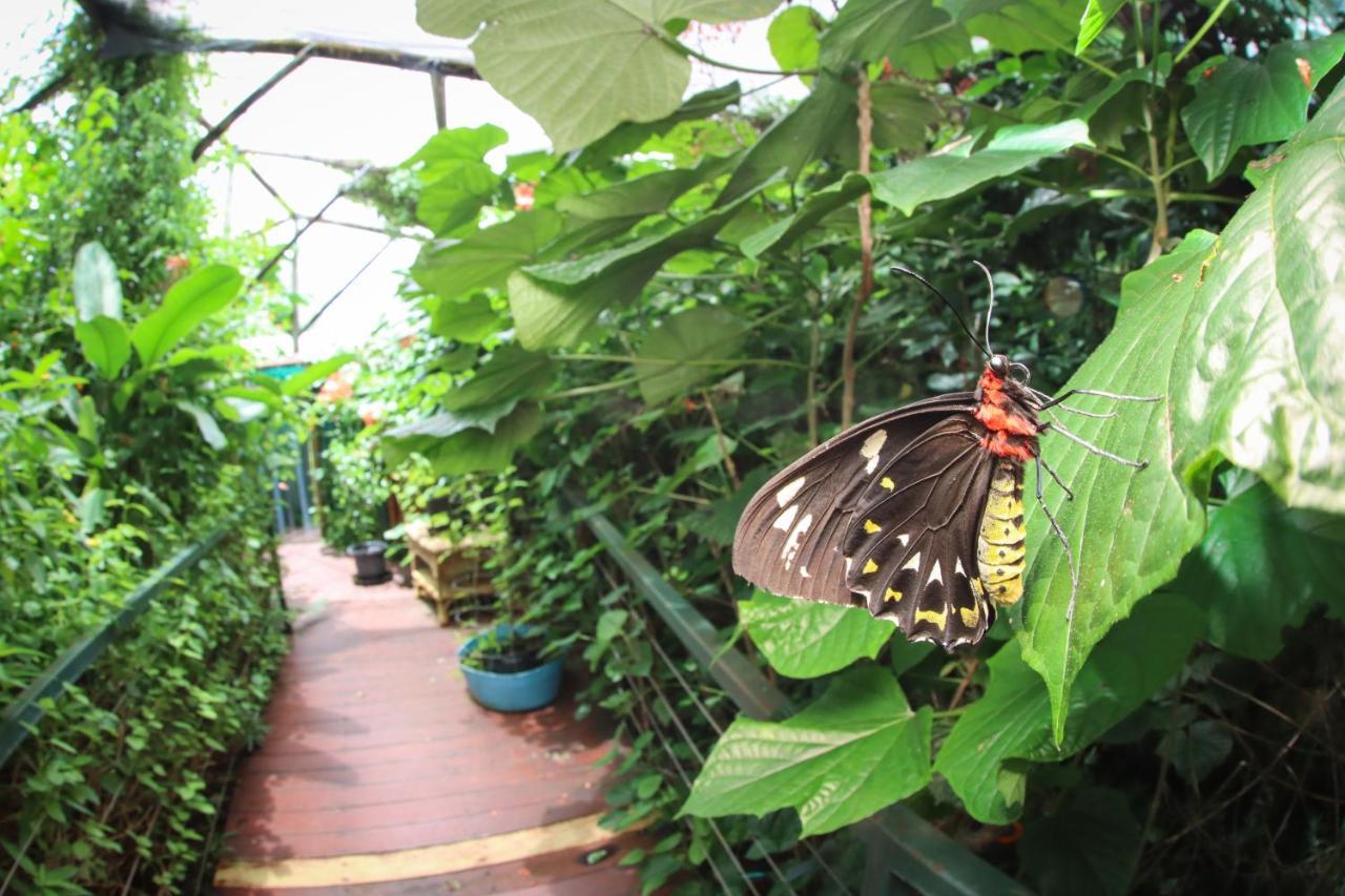 Hotel Batchelor Butterfly Farm Zewnętrze zdjęcie