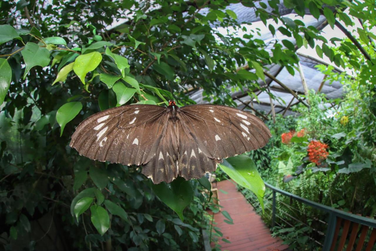 Hotel Batchelor Butterfly Farm Zewnętrze zdjęcie