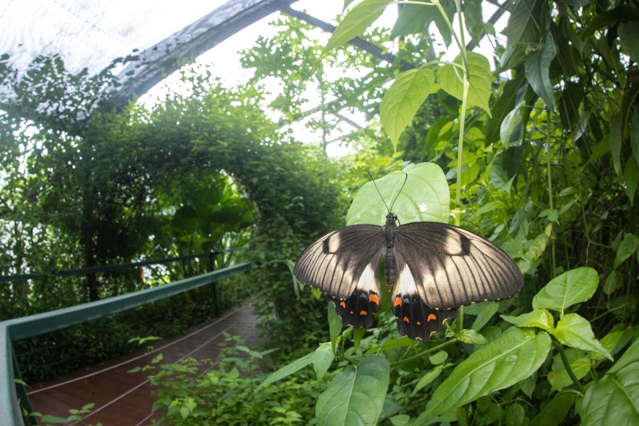 Hotel Batchelor Butterfly Farm Zewnętrze zdjęcie
