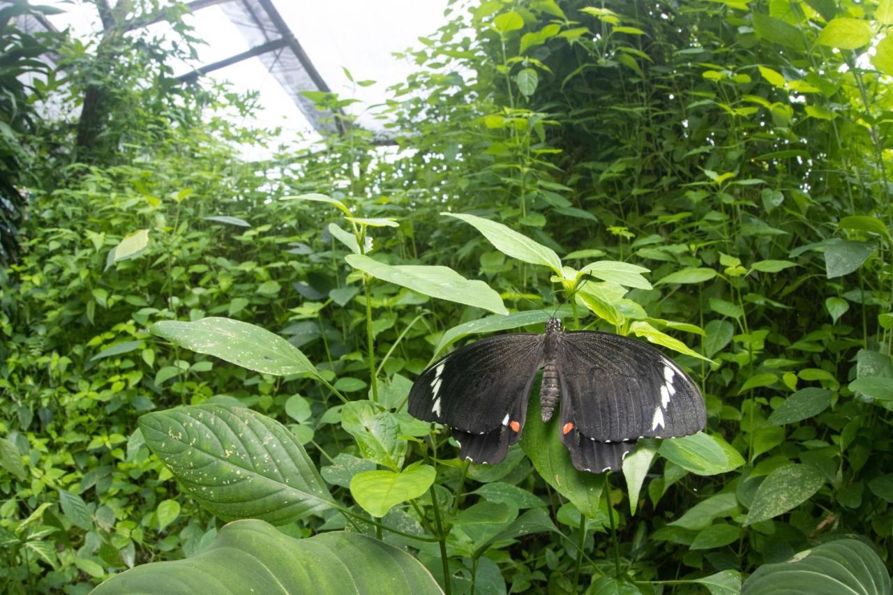 Hotel Batchelor Butterfly Farm Zewnętrze zdjęcie