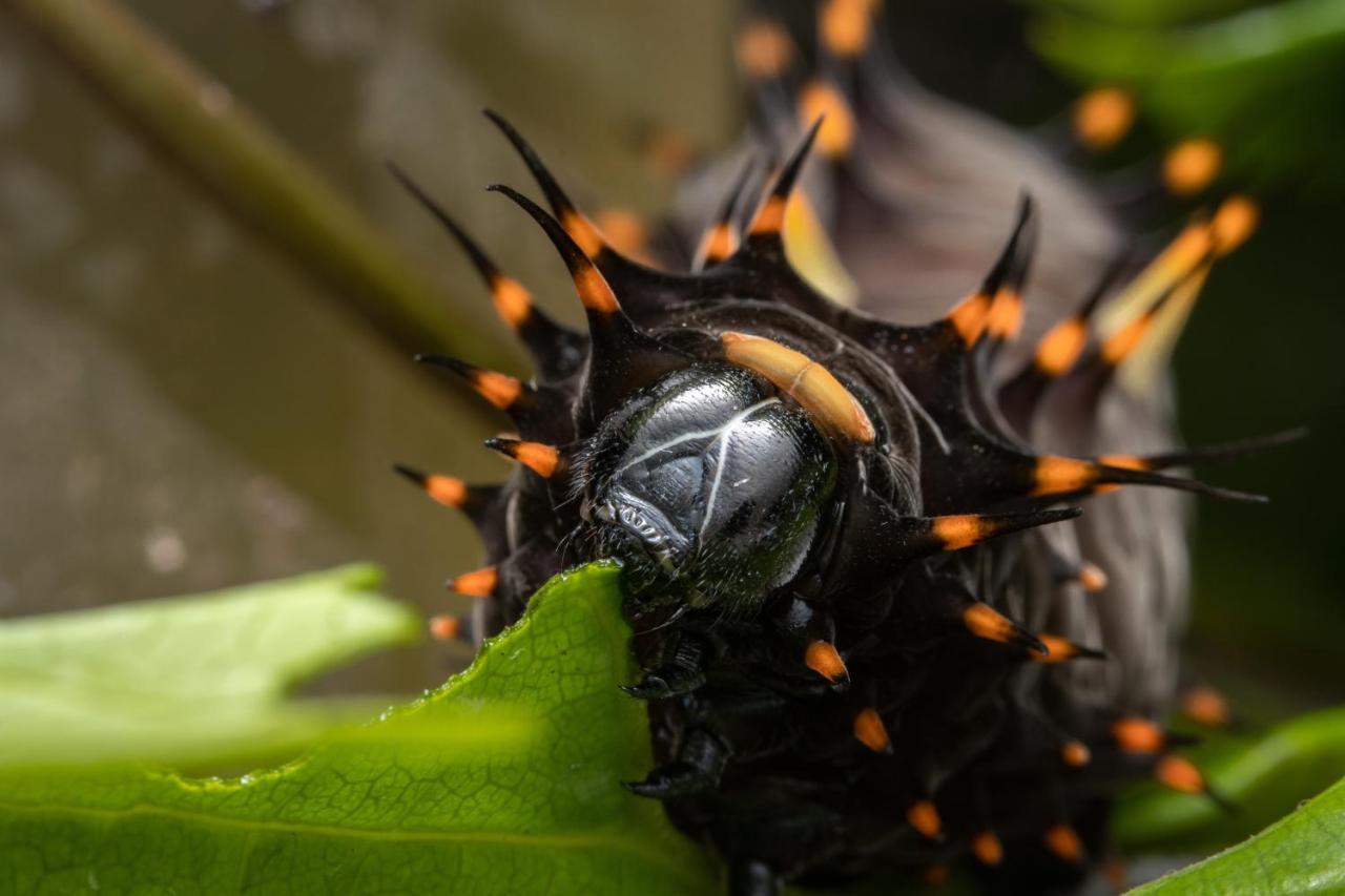 Hotel Batchelor Butterfly Farm Zewnętrze zdjęcie