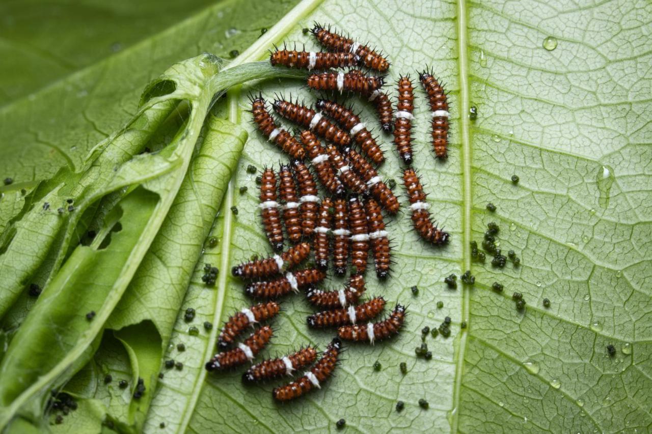 Hotel Batchelor Butterfly Farm Zewnętrze zdjęcie