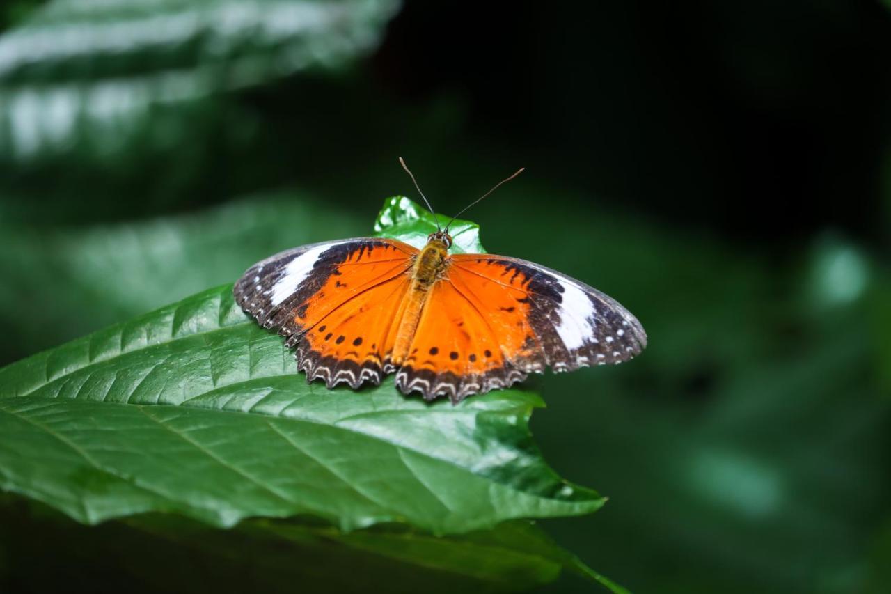Hotel Batchelor Butterfly Farm Zewnętrze zdjęcie