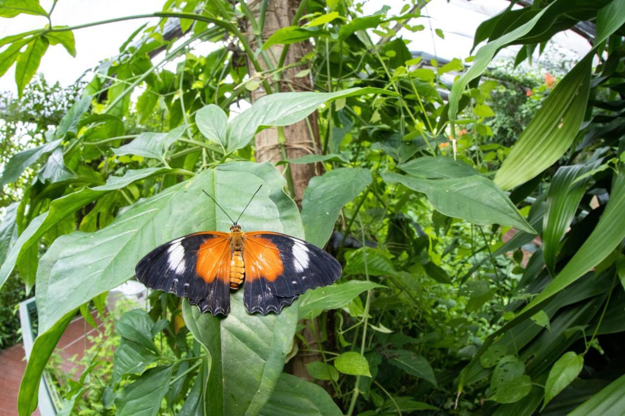 Hotel Batchelor Butterfly Farm Zewnętrze zdjęcie
